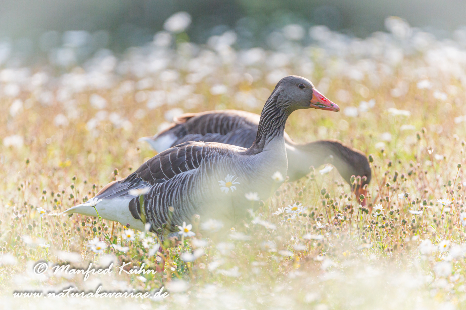 Graugans ()_0181