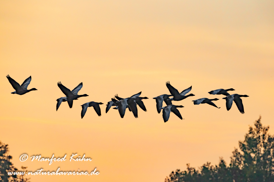 Graugans ()_0182