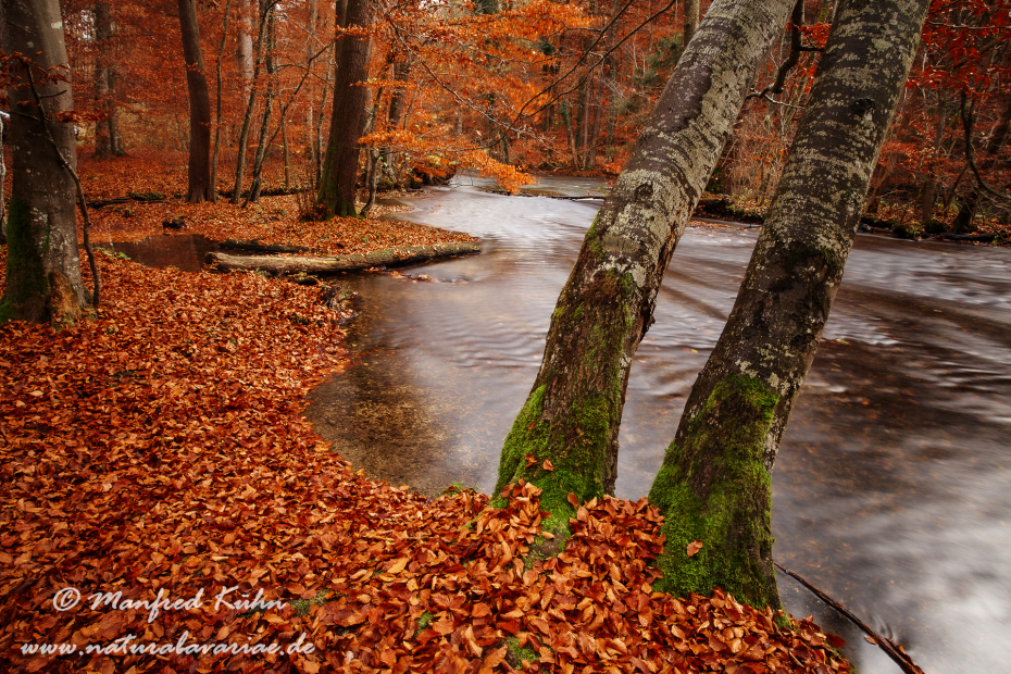 Herbst (Laub und Wasser)_0090