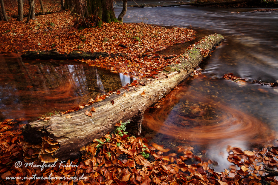 Herbst (Laub und Wasser)_0098
