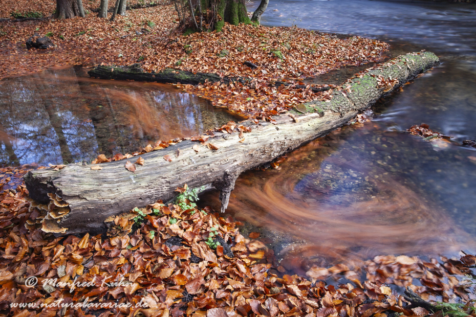 Herbst (Laub und Wasser)_0099
