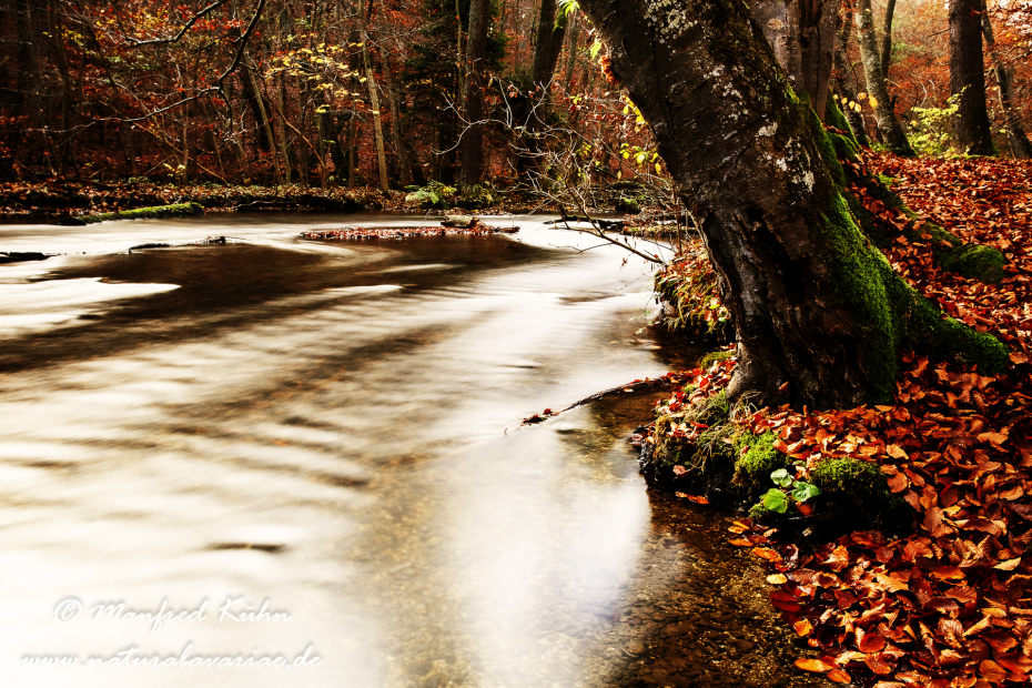 Herbst (Laub und Wasser)_0100