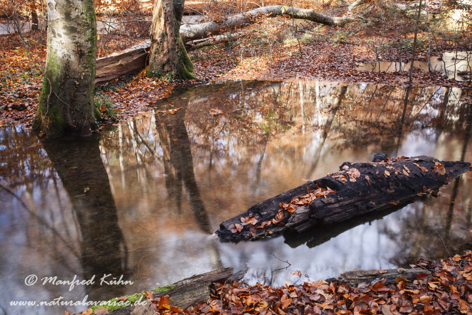 Herbst (Laub und Wasser)_0102