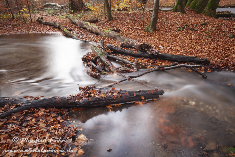 Herbst (Laub und Wasser)_0104