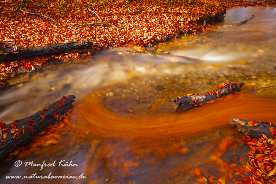 Herbst (Laub und Wasser)_0106
