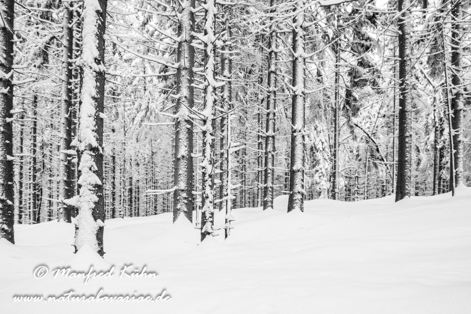 Winter ()_0017