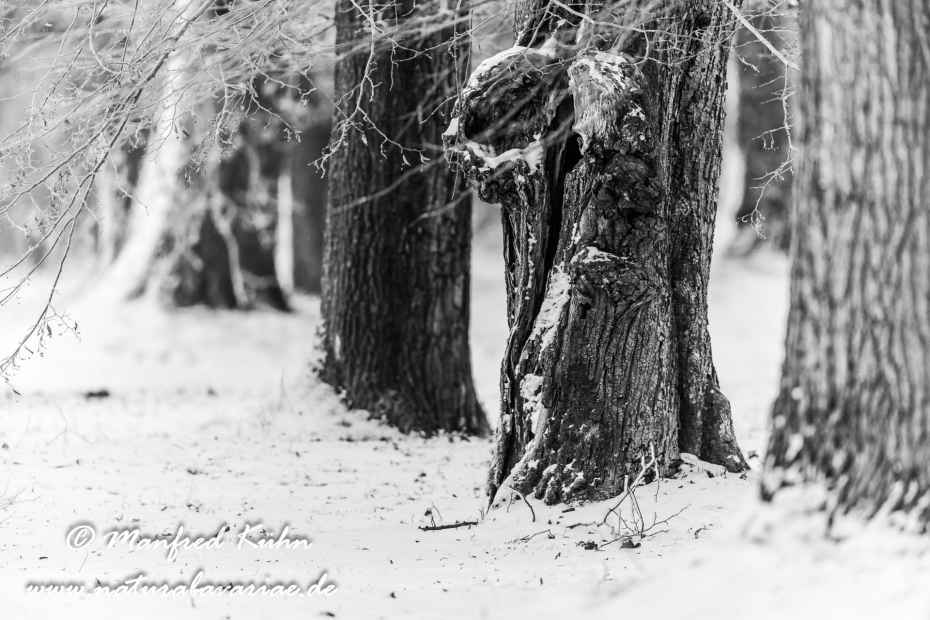 Winter ()_0024