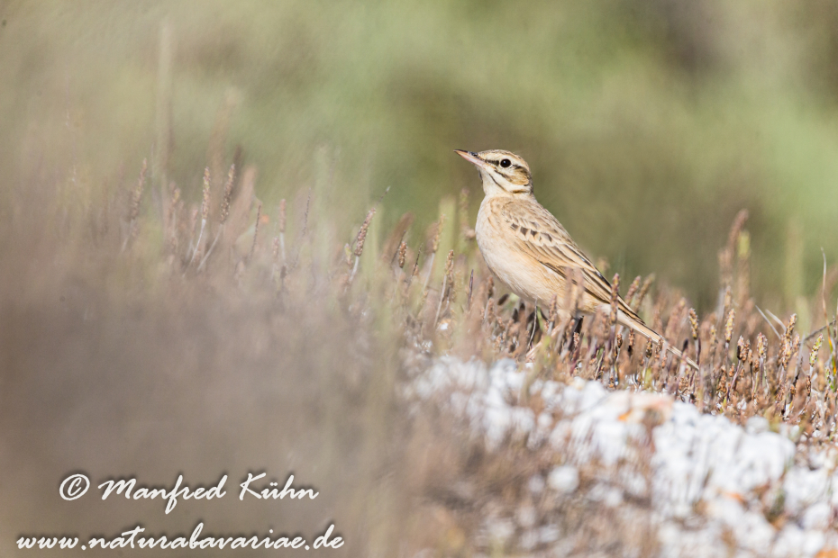 Brachpieper ()_0005