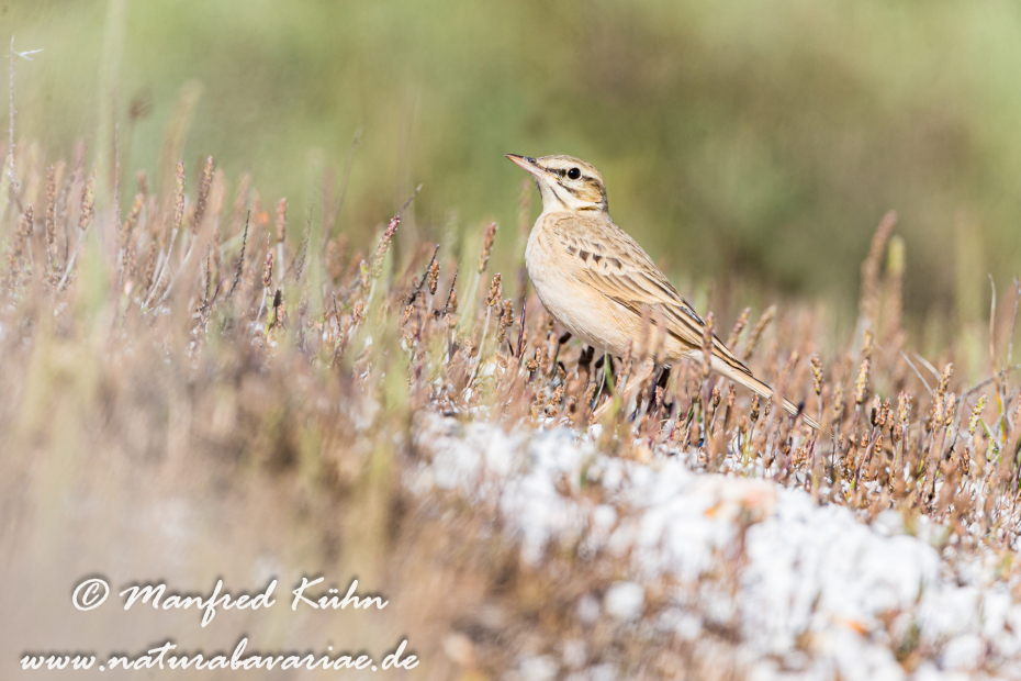 Brachpieper ()_0010
