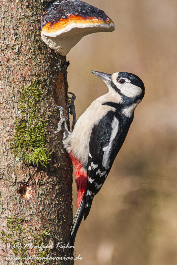 Buntspecht ()_0059