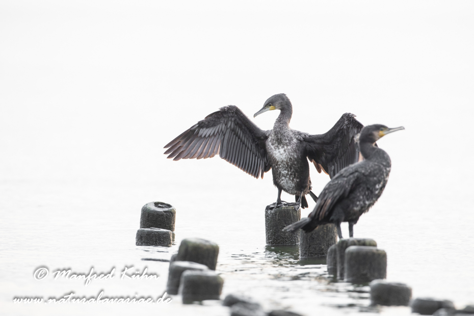 Kormoran ()_0107
