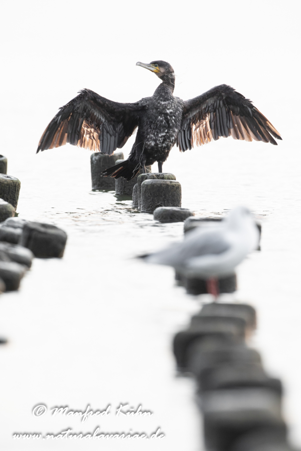 Kormoran ()_0116