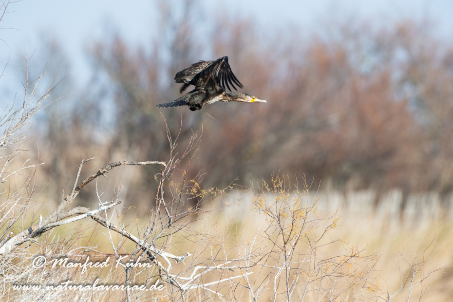 Kormoran ()_0162