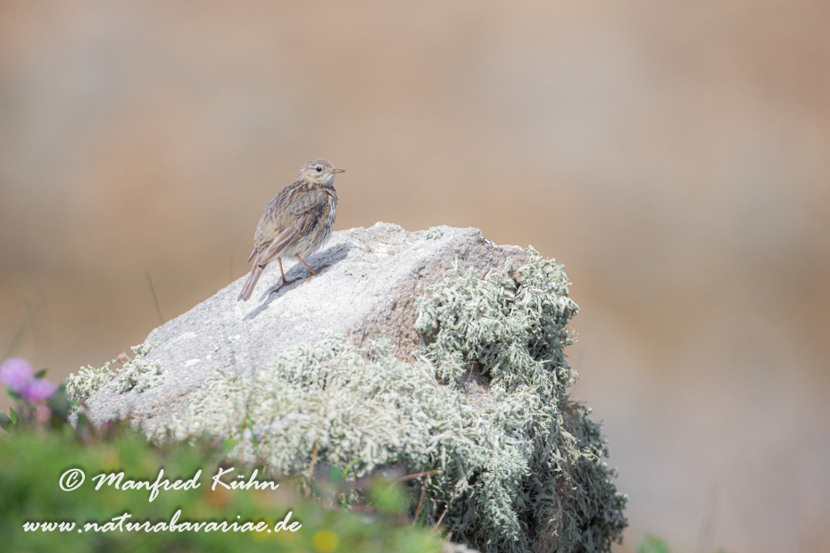 Strandpieper ()_0011