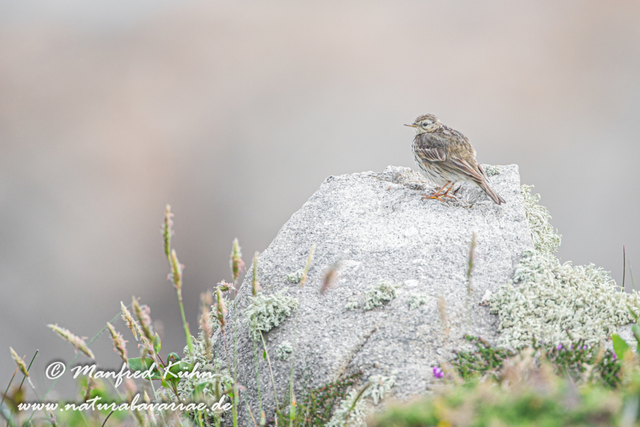 Strandpieper ()_0015