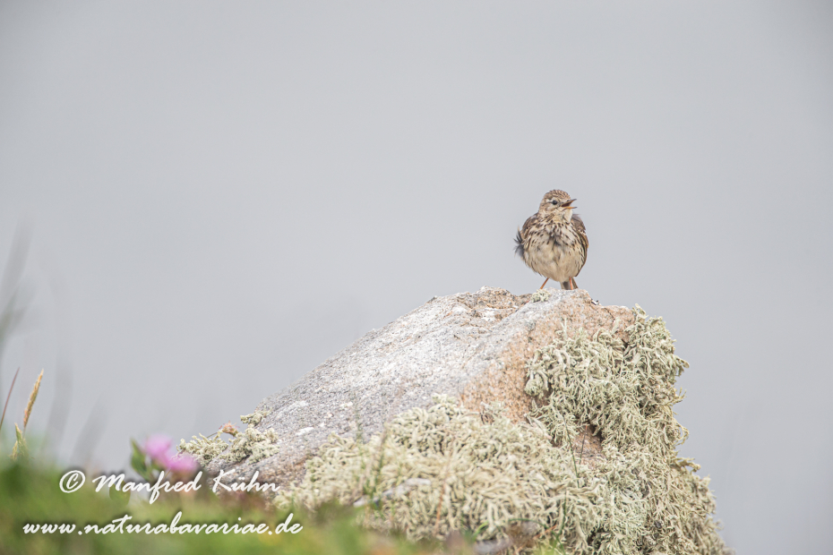 Strandpieper ()_0017