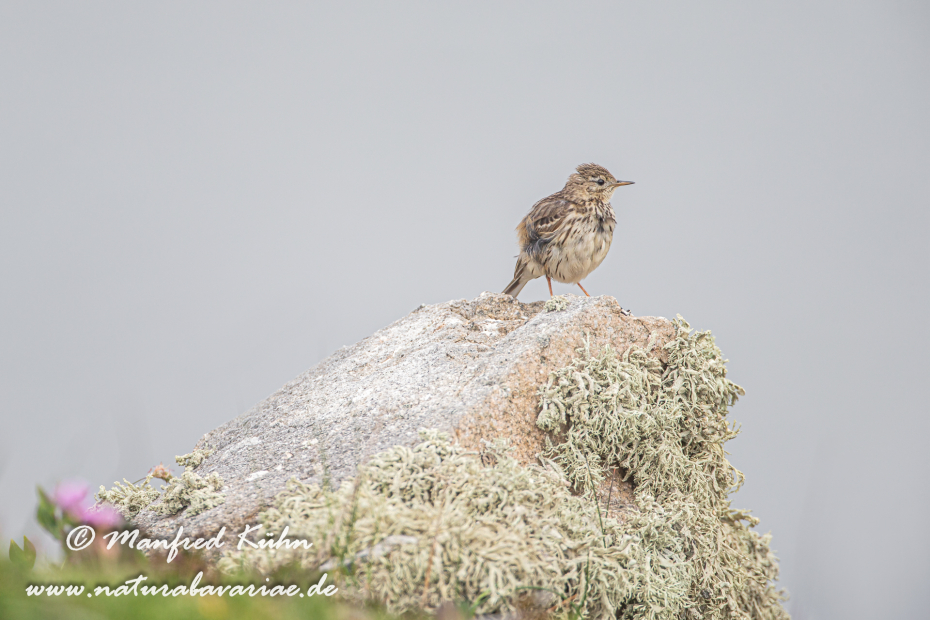 Strandpieper ()_0018