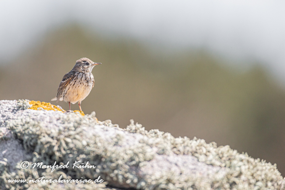 Strandpieper ()_0022