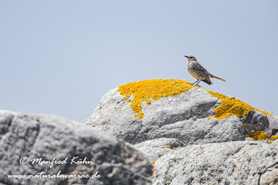 Strandpieper ()_0024