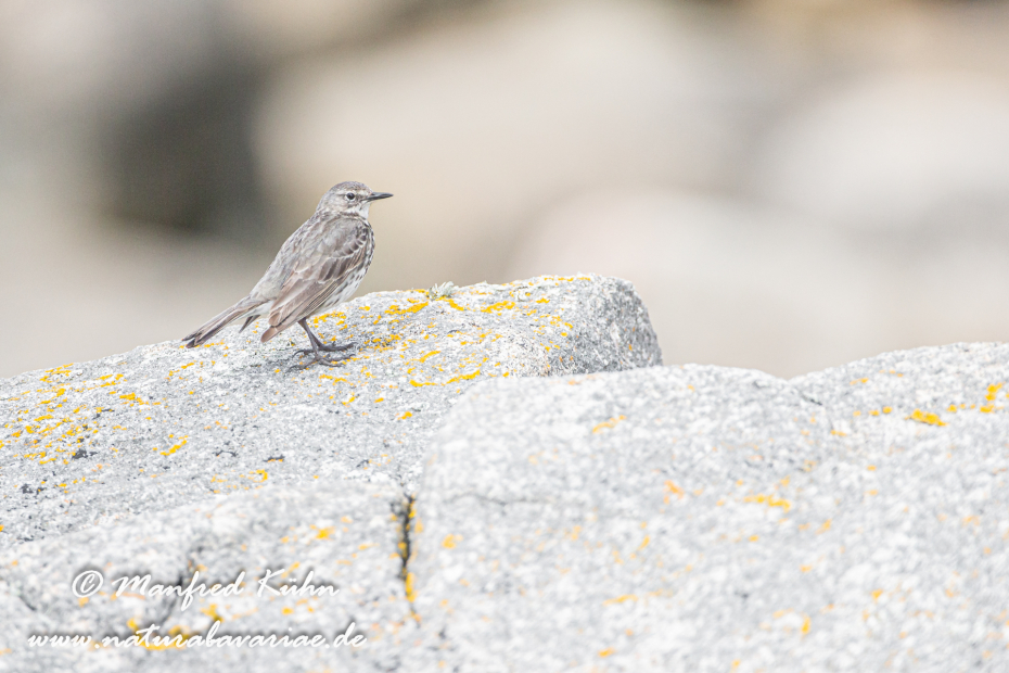 Strandpieper ()_0025