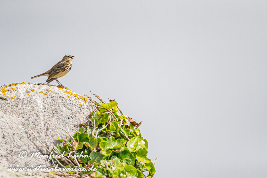 Strandpieper ()_0029