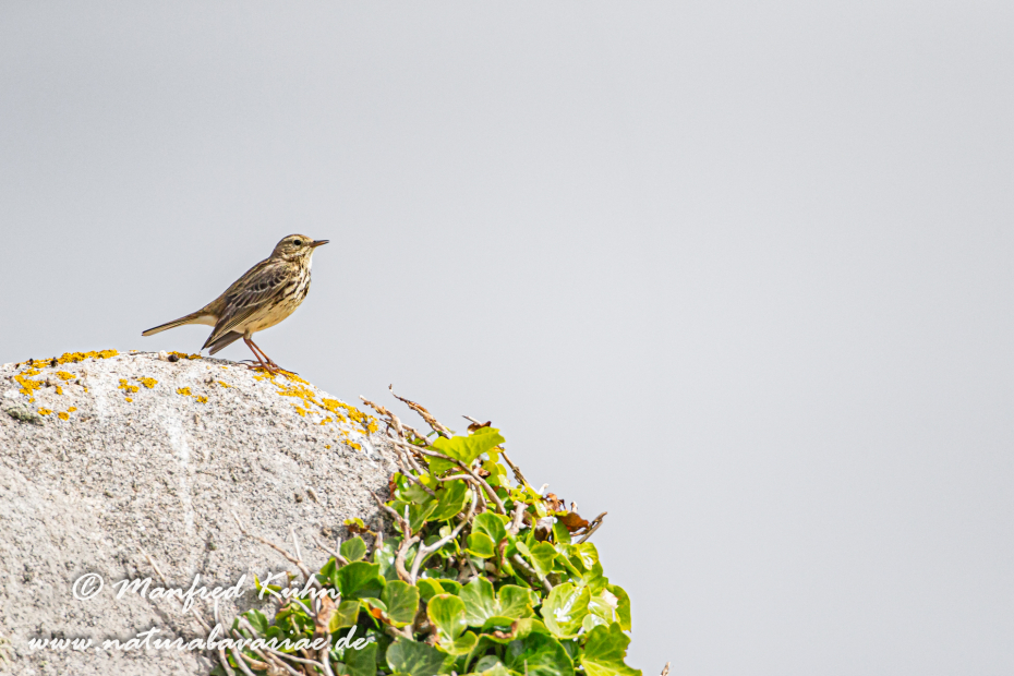 Strandpieper ()_0030