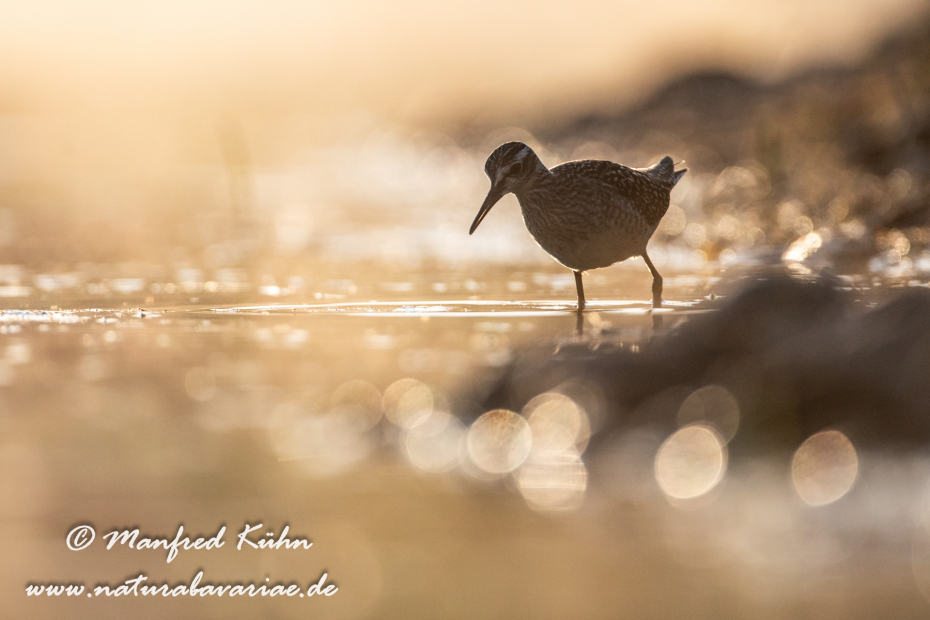 Bruchwasserläufer ()_0128