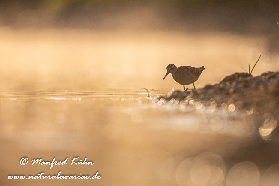 Bruchwasserläufer ()_0278