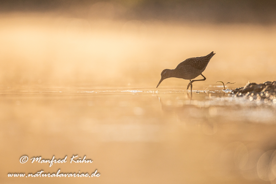Bruchwasserläufer ()_0282