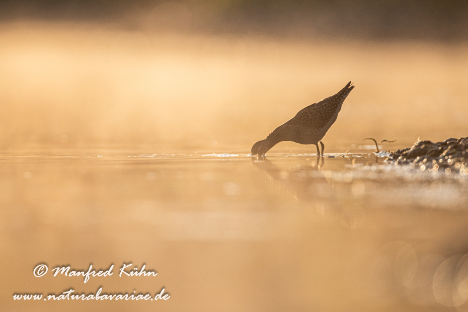 Bruchwasserläufer ()_0283
