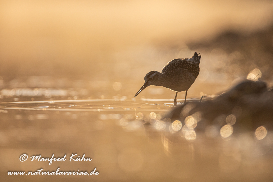 Bruchwasserläufer ()_0335