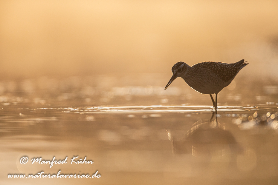 Bruchwasserläufer ()_0338