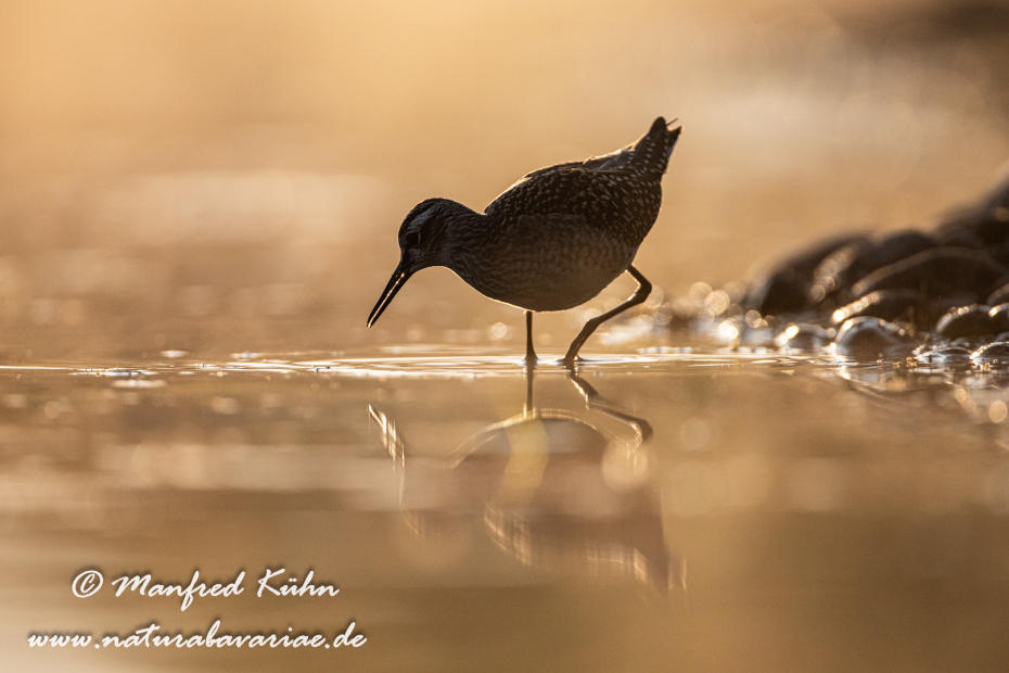 Bruchwasserläufer ()_0343