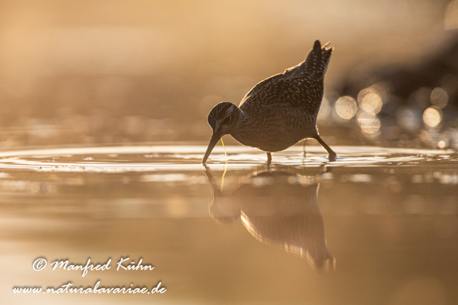 Bruchwasserläufer ()_0355