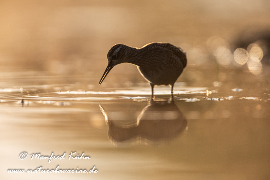 Bruchwasserläufer ()_0367