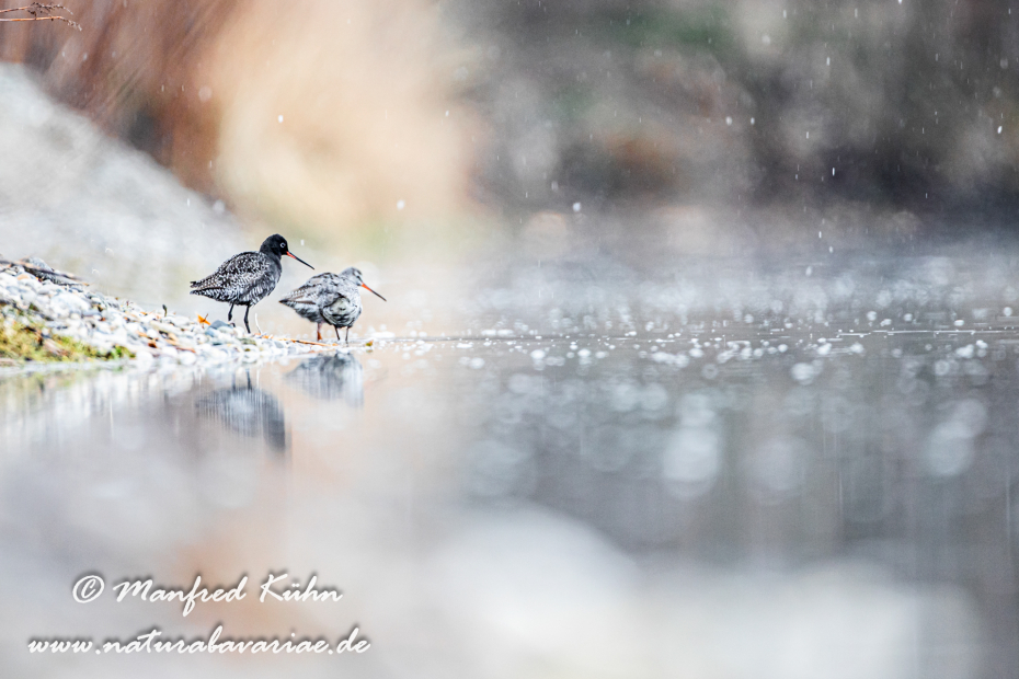 Dunkler Wasserläufer ()_0001