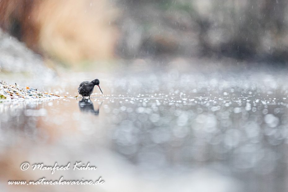 Dunkler Wasserläufer ()_0007