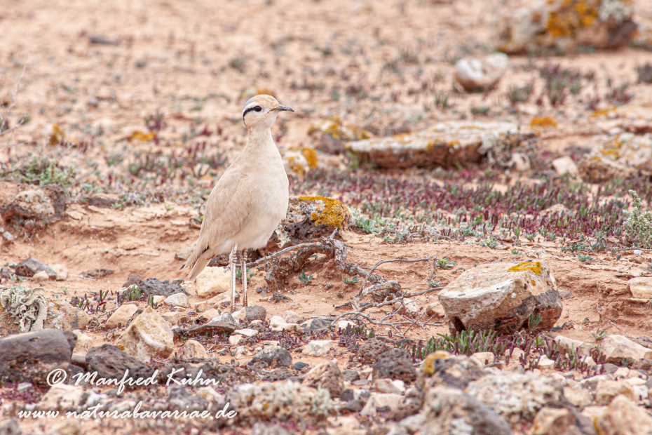 Rennvogel ()_0040