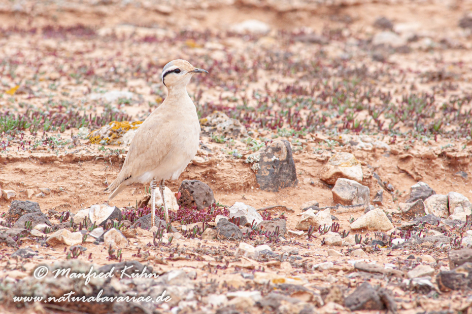 Rennvogel ()_0042