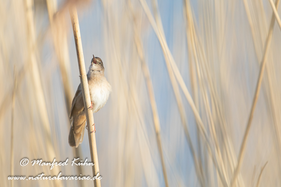Rohrschwirl ()_0035