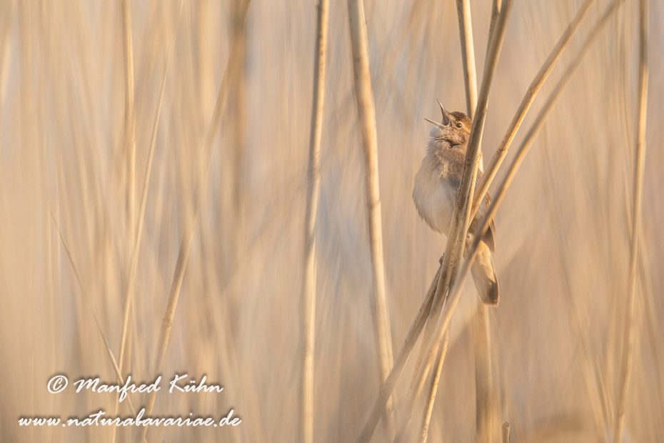 Rohrschwirl ()_0045