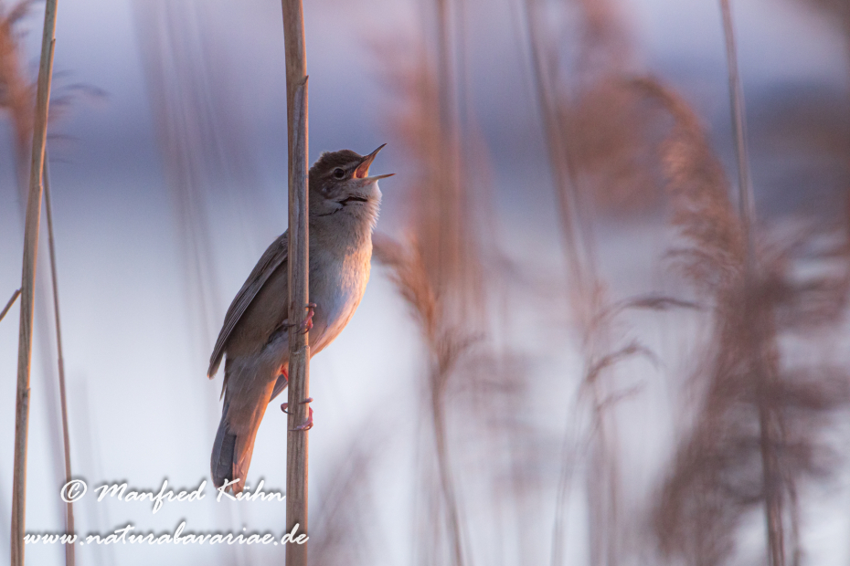 Rohrschwirl ()_0026