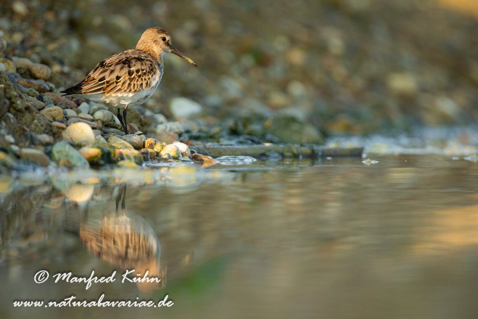 Strandläufer (Alpen-)_0014