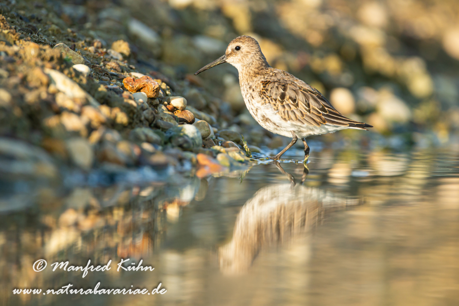 Strandläufer (Alpen-)_0039
