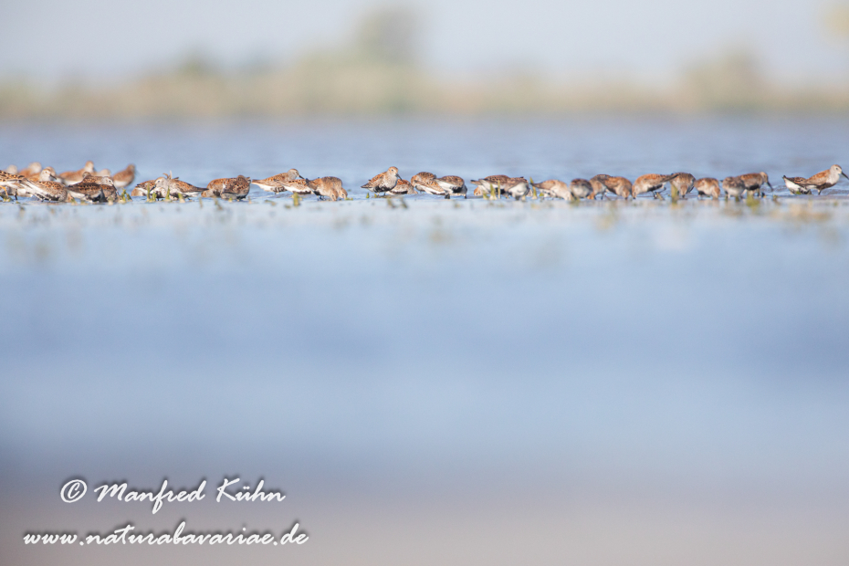 Strandläufer (Alpen-)_0050