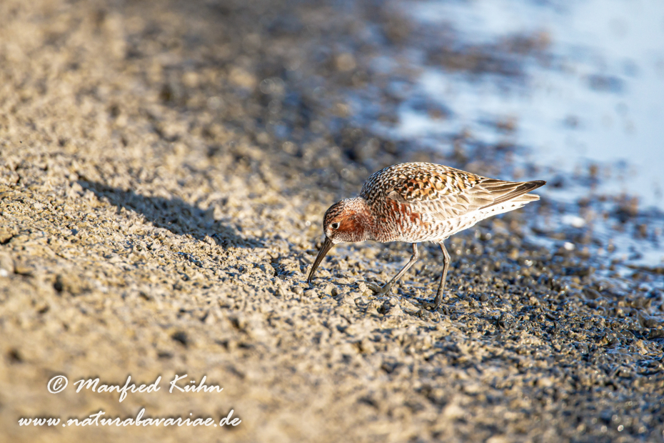 Strandläufer (Sichel-)_0020