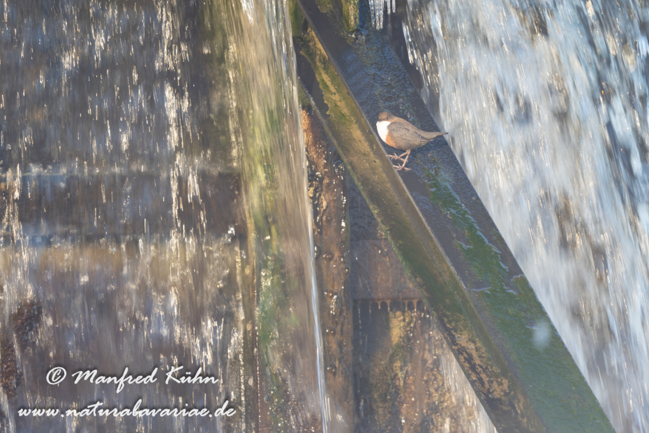 Wasseramsel ()_0308