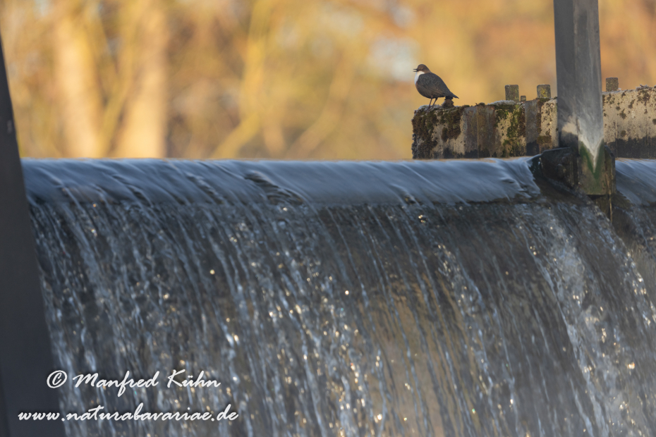 Wasseramsel ()_0312