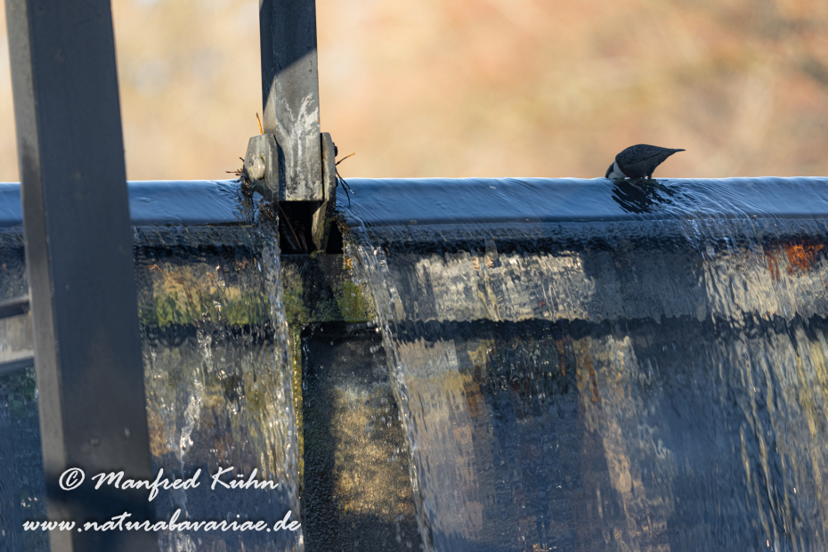 Wasseramsel ()_0317