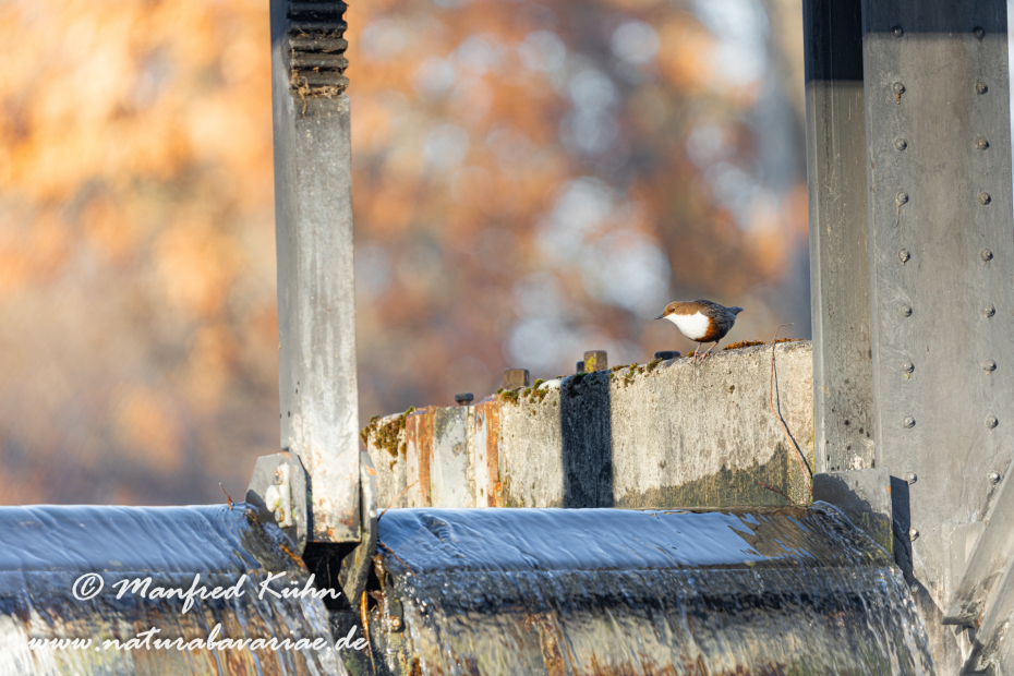Wasseramsel ()_0319